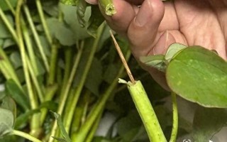 杭州游客称在洛阳一市集买的牡丹，竟是牙签固定的 “断头花”！市集回应：已关注，正核实