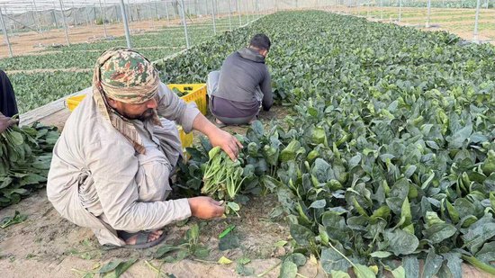 杭州中东战火下的“菜篮子”保卫战! 独家对话阿联酋浙商会长:该如何稳住华人的餐桌? | 《欧陆志》 杭州中东战火下的“菜篮子”保卫战! 独家对话阿联酋浙商会长:该如何稳住华人的餐桌? | 《欧陆志》