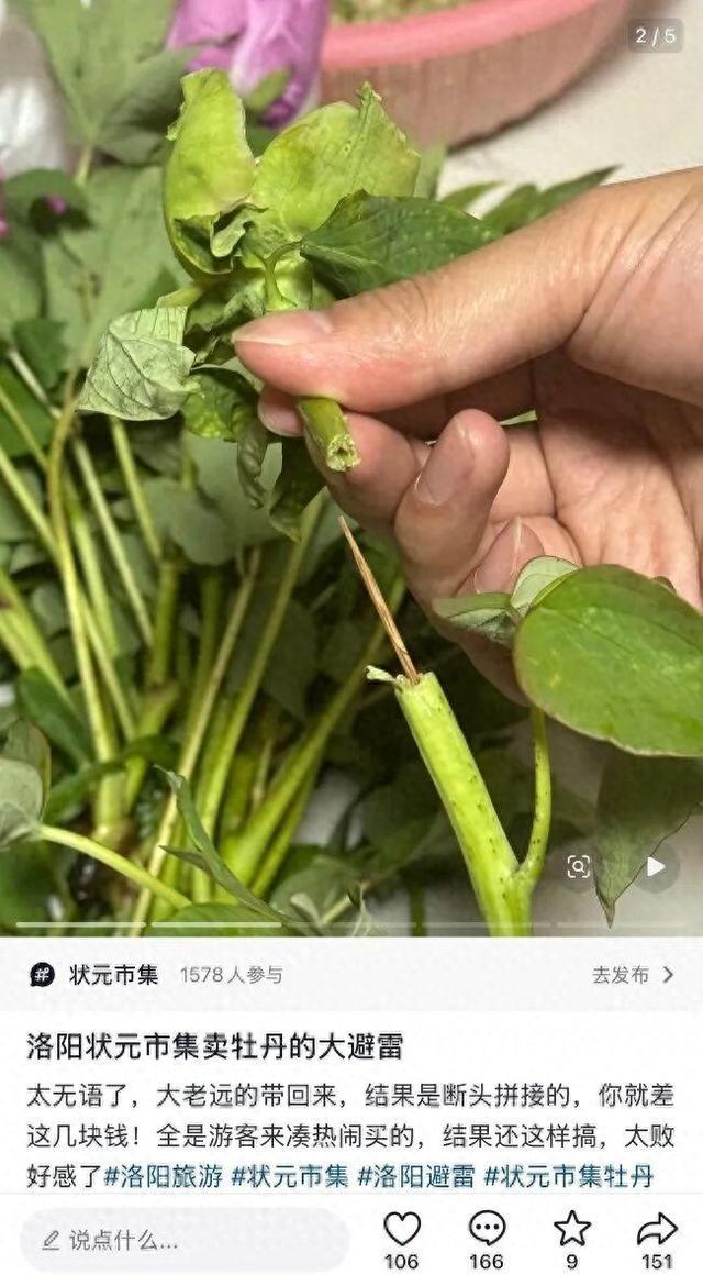 杭州游客称在洛阳一市集买的牡丹,竟是牙签固定的 “断头花”!市集回应:已关注,正核实 杭州游客称在洛阳一市集买的牡丹,竟是牙签固定的 “断头花”!市集回应:已关注,正核实